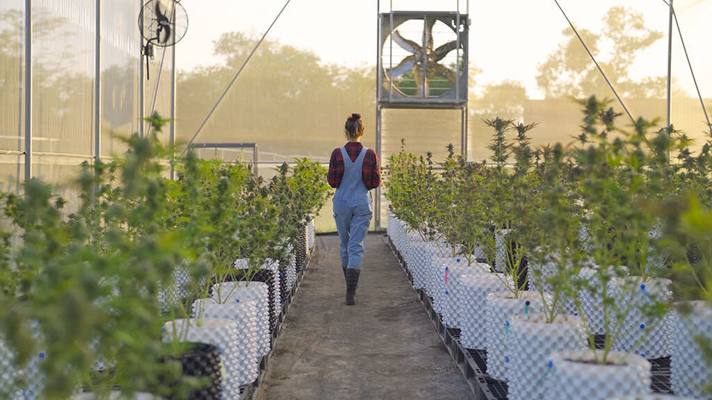 A woman walks between rows of plants in a greenhouse.